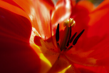 close up of red tulip
