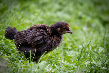Haushuhn und ihre Küken
