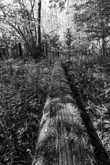 Fallen pole in forest
