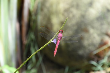 pink dragonfly in focus