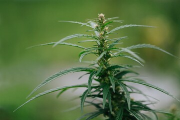 Top part of cannabis plant. Blurred background.