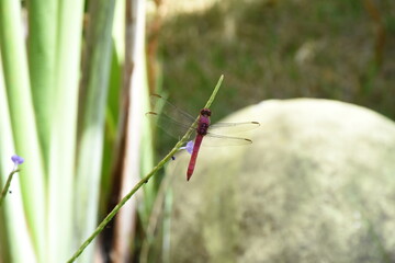 pink dragonfly in focus