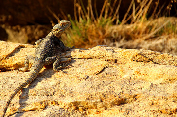 lizard on the rock
