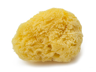 Natural yellow sponge