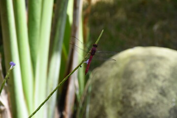 pink dragonfly on top of plant