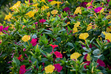 Close-up view of different colors on a Sunny day