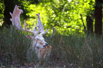 White Stag resting 