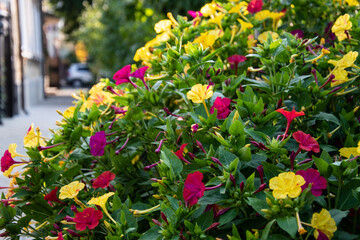 Close-up view of different colors on a Sunny day
