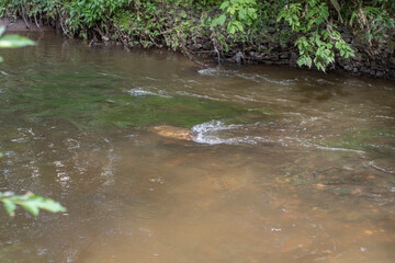 Background with a fast flowing mountain river surrounded by trees. Concept - mountain hiking and travel in summer, as well as taking care of health