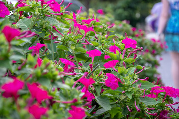 Close-up view of different colors on a Sunny day