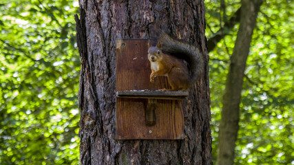 squirrel on a tree