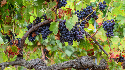 Old nice branch of vine grape on spanish vineyard. Summer, harvest time concept.
