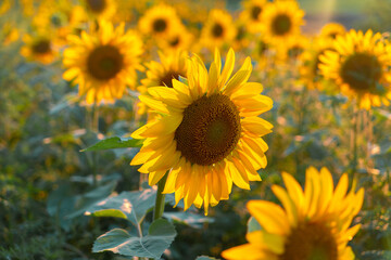 Obraz premium Sunflower in field of sunflowers on sunny day