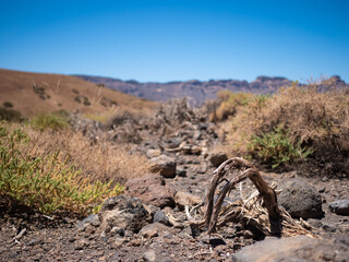 Nature Teide national park Tenerife
