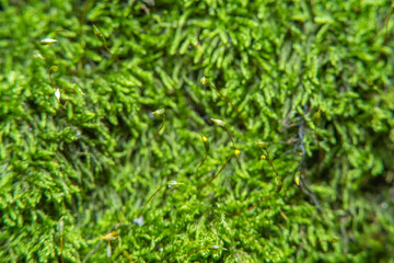 Green background with tree climacium moss in soft focus at high magnification. The beauty of nature and the environment. Insignificant details invisible to the naked eye.