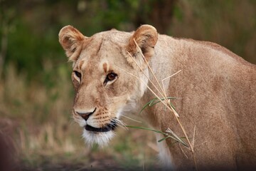 Lioness Huntress
