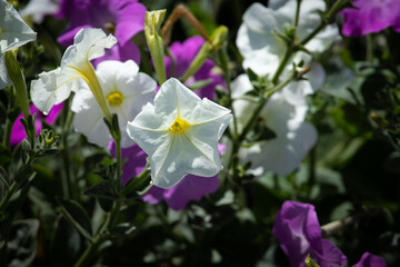 Fototapeta premium Field of flowers. Petunia flowers with blooming pink and white petals. Close-up details of flowers at sunlight on blurred background. 