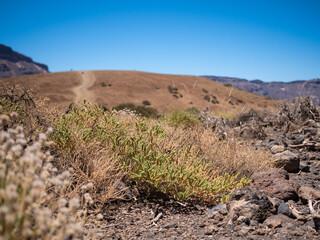 Flowers Teide national park Tenerife
