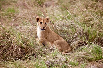 Obraz na płótnie Canvas Lion Cub Relaxing