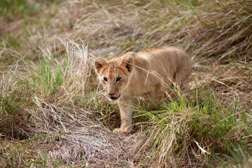 Prowling Lion Cub