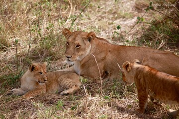 Fototapeta na wymiar Lioness with her cubs