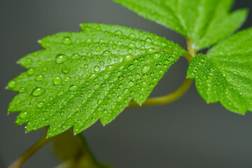 Background with a closeup of a part of a leaf of a strawberry in green color with water drops. Small details, depressions and irregularities on the surface of the plant.