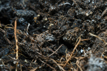 The surface of the soil rich in minerals for planting. Background in soft focus at high magnification, showing small clumps of soil and plant nutrient.