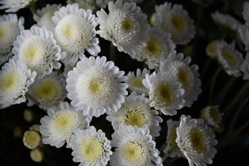White flowers on black background photography