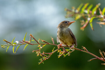Singing birds perched on tree branch