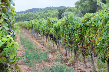 Spanish summer vineyard landscape. Vine plantation in Spain.