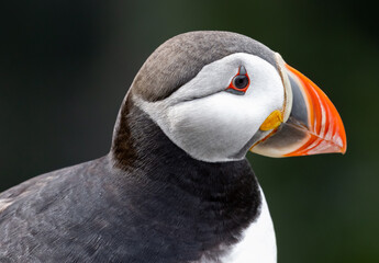 Papageitaucher auf der Halbinsel Latrabjarg in Island