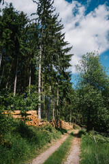 Brennholz im Wald aufgestapelt