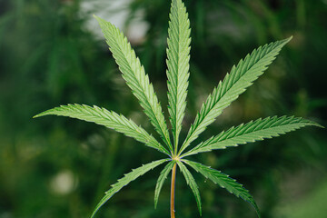 Nine leaves of cannabis plant, close up. Over green blurred background.