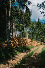 Brennholz im Wald aufgestapelt