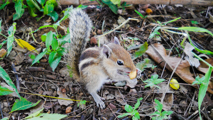 squirrel eating © Jawakar