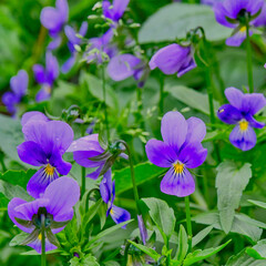 blooming in the garden violets, pansies