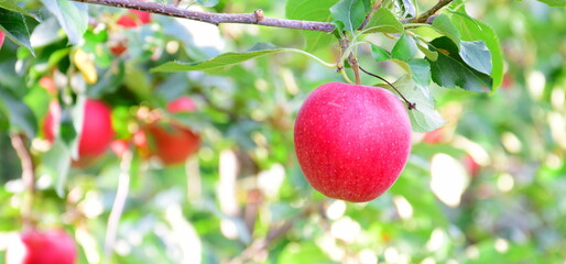 Rote reife Äpfel am Apfelbaum  - Herbst und Erntezeit in Südtirol