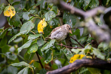 juveniler Haussperling (Passer domesticus)