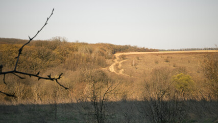 dry autumn grass in the field