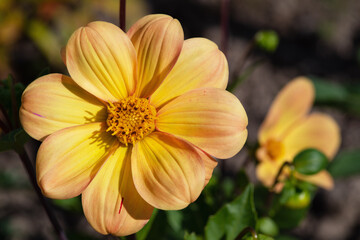 yellow dahlia in the garden