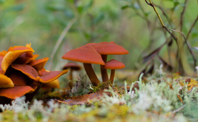 Orange mushrooms on the stump. Forest.