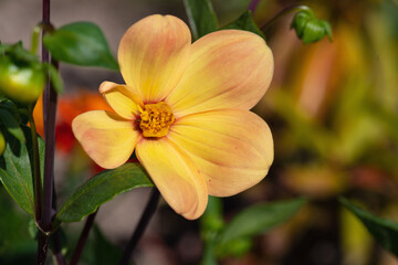 yellow dahlia in the garden