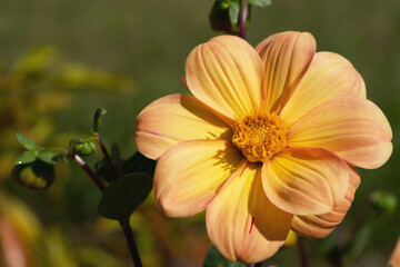 yellow dahlia in the garden