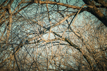 tree branches against blue sky