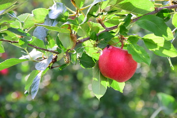 Rote reife Äpfel am Apfelbaum  - Herbst und Erntezeit in Südtirol