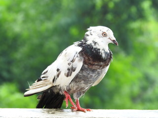 Wet Pigeon Close up shot focusing just on the face of the bird