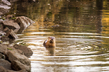 Beaver Looks at Camera Snohomish River Everett Washington © CLShebley