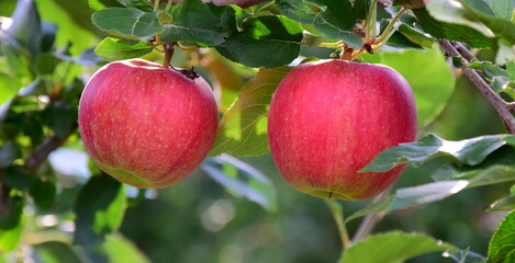 Reife rote Äpfel an einem Ast - Apfelbäume im Sonnenschein im Herbst vor der Apfelernte in Südtirol