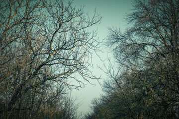 trees in the morning