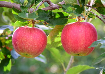 Rote reife Äpfel am Apfelbaum  - Herbst und Erntezeit in Südtirol